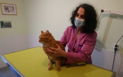 La clinique vétérinaire de Villennes prend un nouvel élan